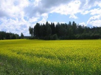 image of rapeseed