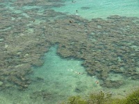 image of coral_reef