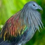image of bird