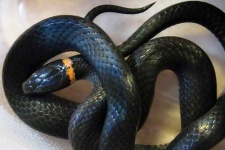 image of ringneck_snake #24