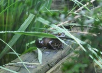 image of bullfrog