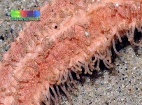 image of sea_cucumber