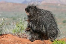 image of porcupine