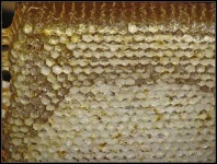 image of honeycomb