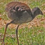 image of bird