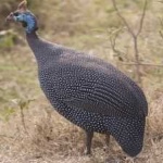 image of bird