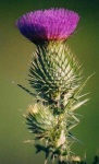 image of flower