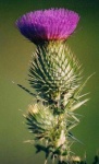 image of spear_thistle #2