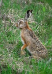 image of hare