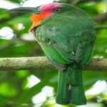 image of bird