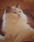image of animal