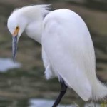 image of bird