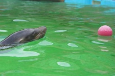 image of sea_lion