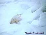 image of arctic_fox