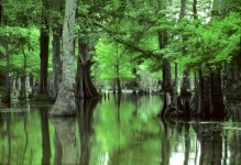 image of swamp