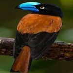 image of bird