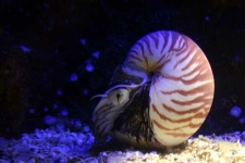 image of chambered_nautilus