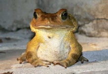 image of bullfrog