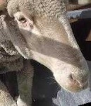 image of animal