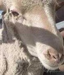 image of animal