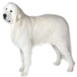 image of animal