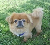 image of pekinese