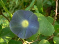 image of flower
