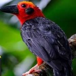image of bird