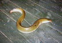 image of eel