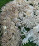 image of texture