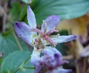 image of flower