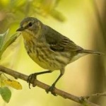 image of bird