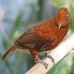 image of bird