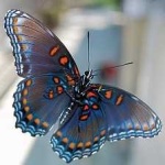 image of animal