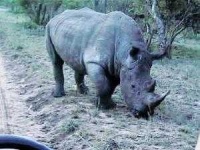 image of rhino