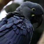 image of bird