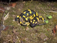 image of european_fire_salamander