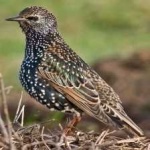 image of bird