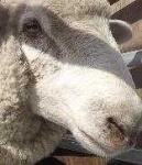 image of animal