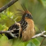 image of bird