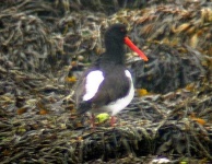 image of oystercatcher