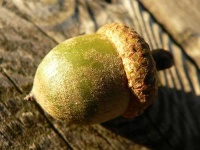 image of acorn