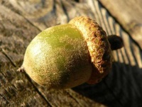 image of acorn #20