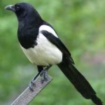 image of bird