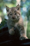 image of lynx #0