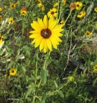 image of prairie