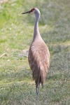 image of crane