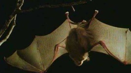 image of animal