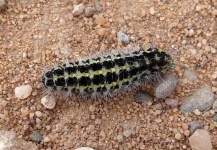 image of animal