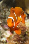 image of anemone_fish